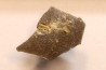 dinosaur Maiasaura peeblesorum egg shell
