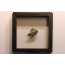 dinosaur Maiasaura peeblesorum egg shell