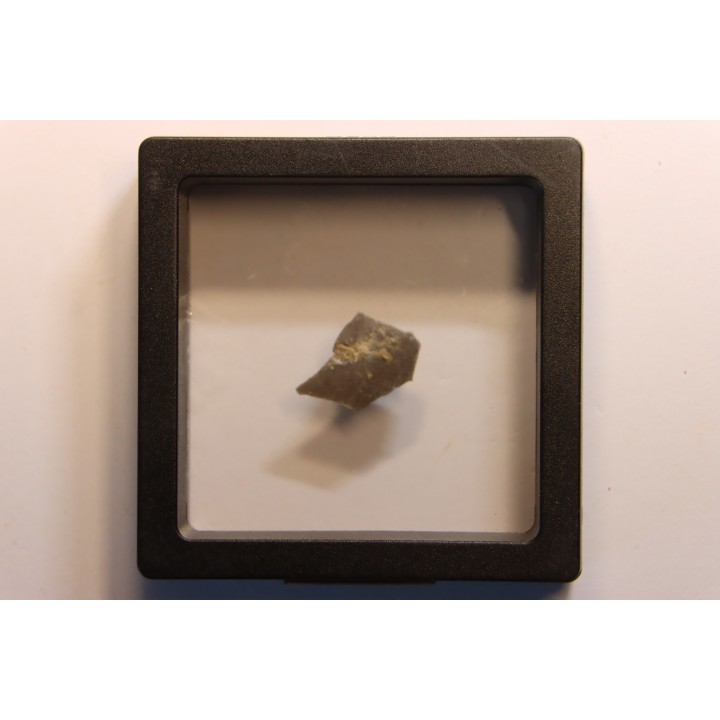 dinosaur Maiasaura peeblesorum egg shell