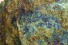 fossil wood with azurite malachite inclued