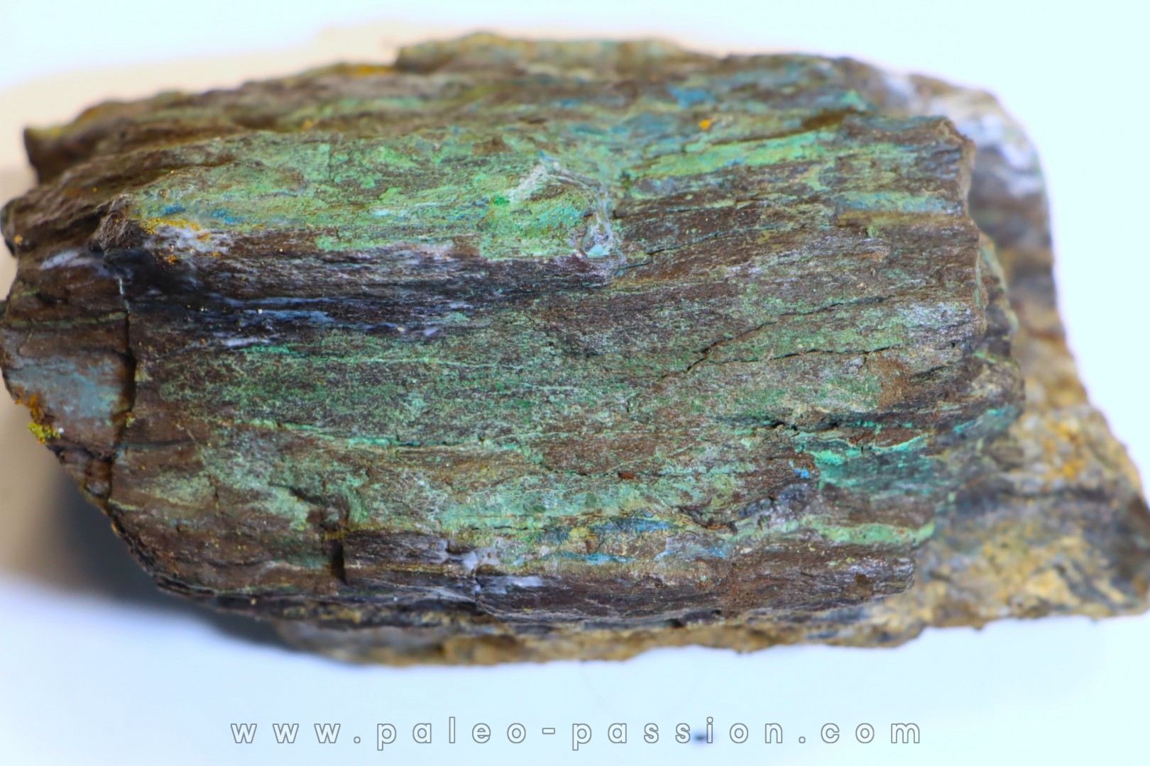 fossil wood with azurite malachite inclued