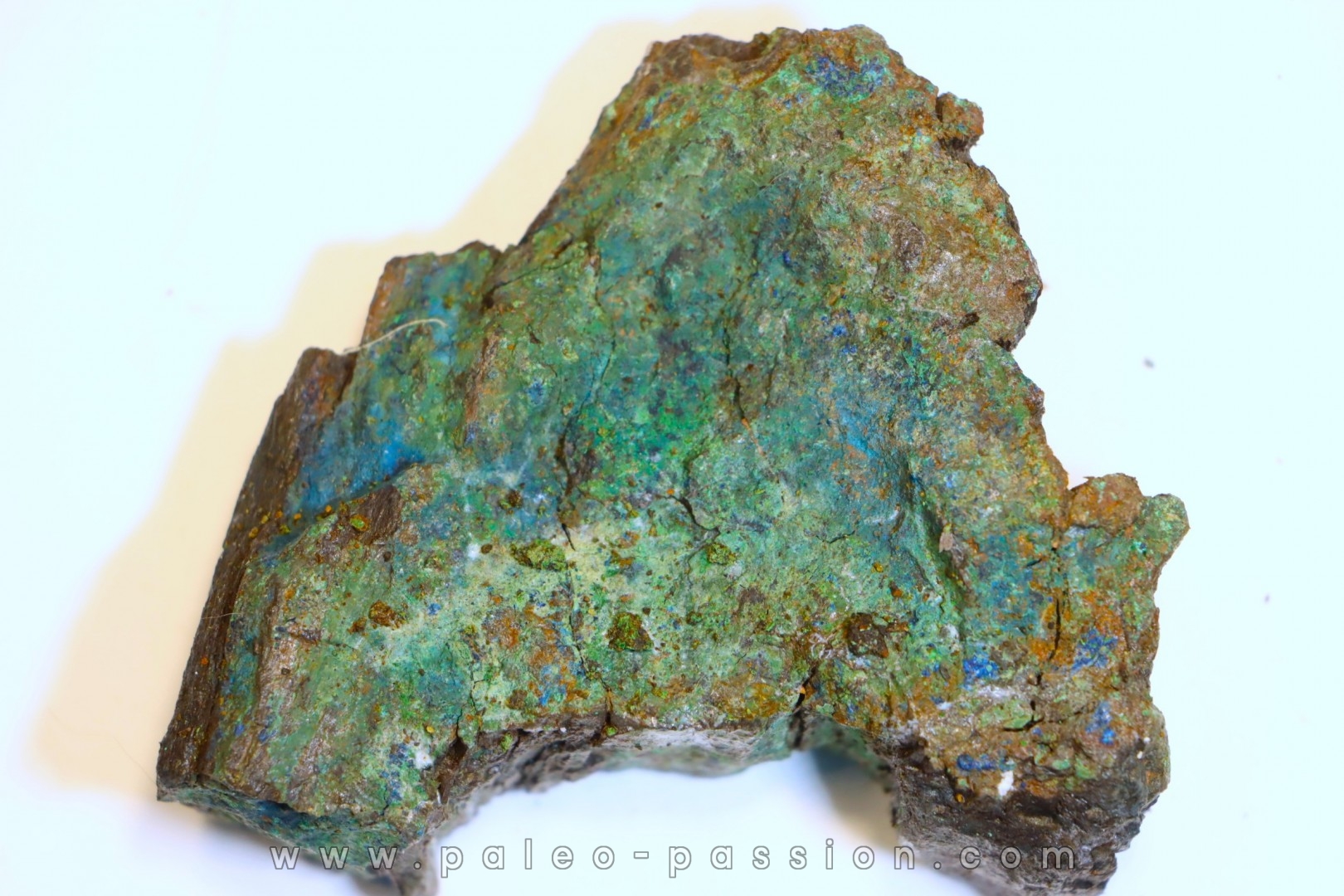 superbe bois fossile en azurite malachite