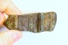 fossil wood with azurite malachite inclued