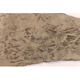 TENTACULITES  Manlius Limestone  Helderbergian Group  Lower DEVONIAN  New Salen, New York - USA
