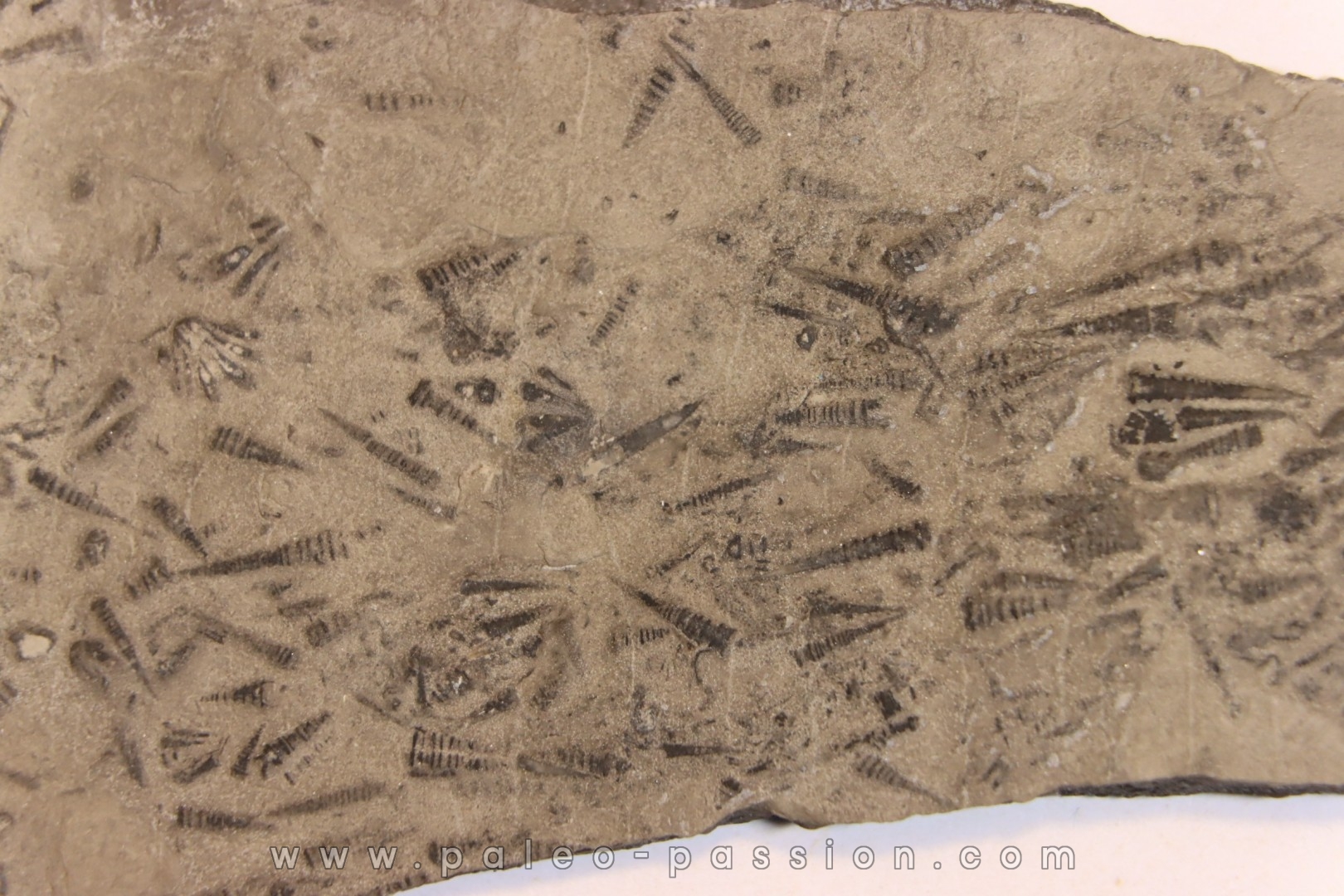 TENTACULITES Manlius Limestone Helderbergian Group Lower DEVONIAN New Salen, New York - USA