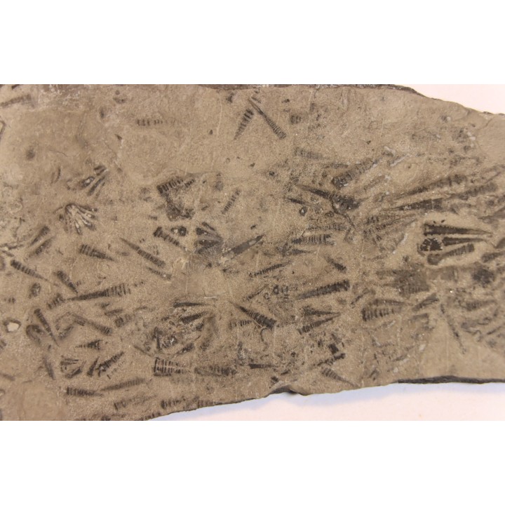 TENTACULITES  Manlius Limestone  Helderbergian Group  Lower DEVONIAN  New Salen, New York - USA