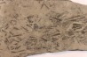 TENTACULITES Manlius Limestone Helderbergian Group Lower DEVONIAN New Salen, New York - USA