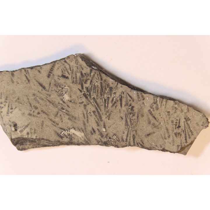 TENTACULITES  Manlius Limestone  Helderbergian Group  Lower DEVONIAN  New Salen, New York - USA