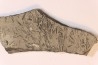 TENTACULITES  Manlius Limestone  Helderbergian Group  Lower DEVONIAN  New Salen, New York - USA