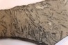 TENTACULITES  Manlius Limestone  Helderbergian Group  Lower DEVONIAN  New Salen, New York - USA