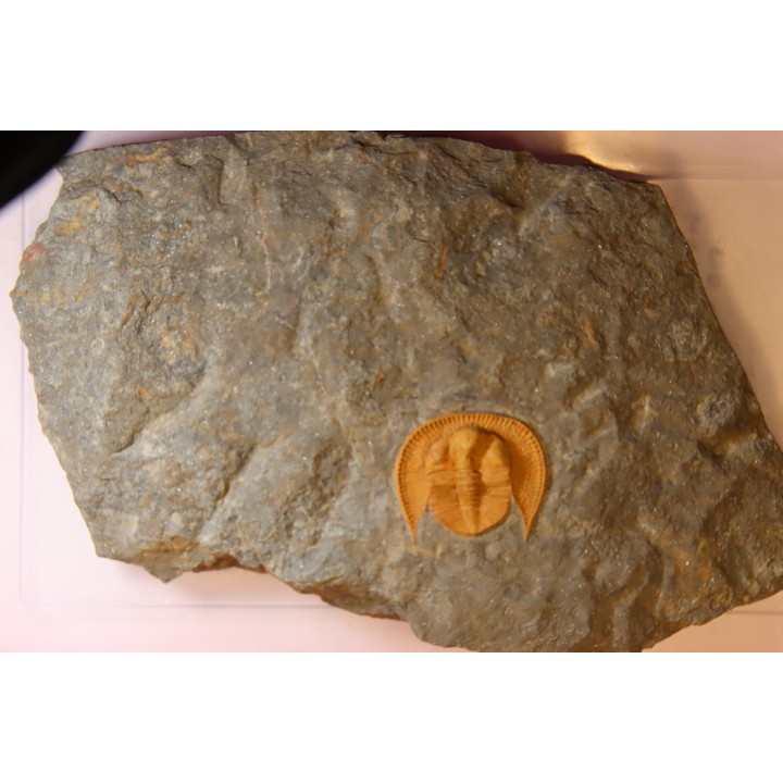 Blind trilobite: Declivolithus titan