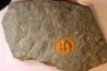 Trilobite aveugle: Declivolithus titan