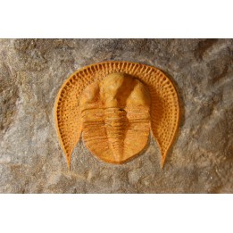 Blind trilobite: Declivolithus titan