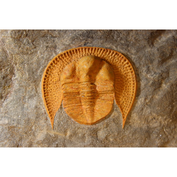 Trilobite aveugle: Declivolithus titan