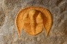 Blind trilobite: Declivolithus titan