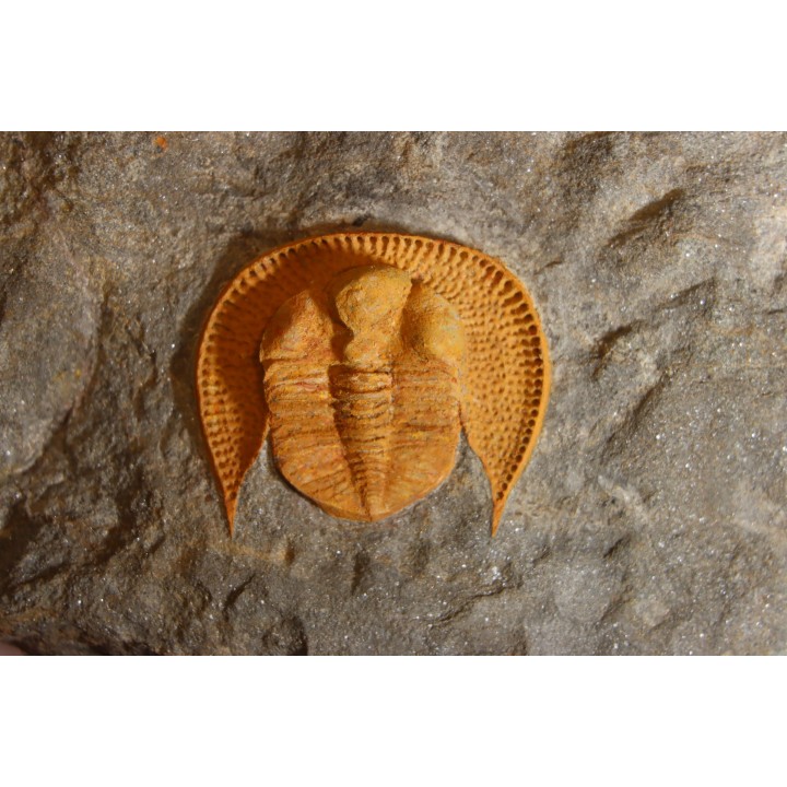 Trilobite aveugle: Declivolithus titan
