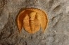 Trilobite aveugle: Declivolithus titan