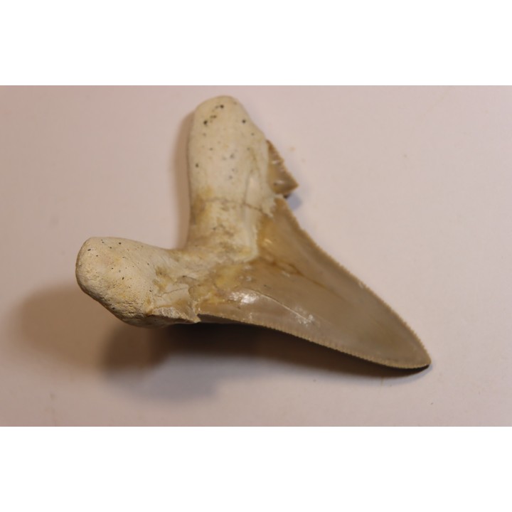 OTODUS SOKOLOVI - Barthonian - Boujdour, morocco