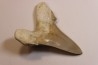 OTODUS SOKOLOVI - Barthonian - Boujdour, morocco