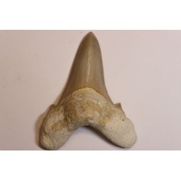 OTODUS SOKOLOVI - Barthonian - Boujdour, morocco