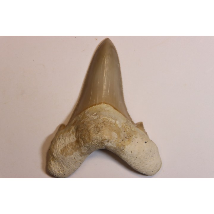 dent de requin: OTODUS SOKOLOVI Barthonien (éocène) Boujdour, maroc