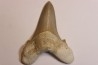 OTODUS SOKOLOVI - Barthonian - Boujdour, morocco