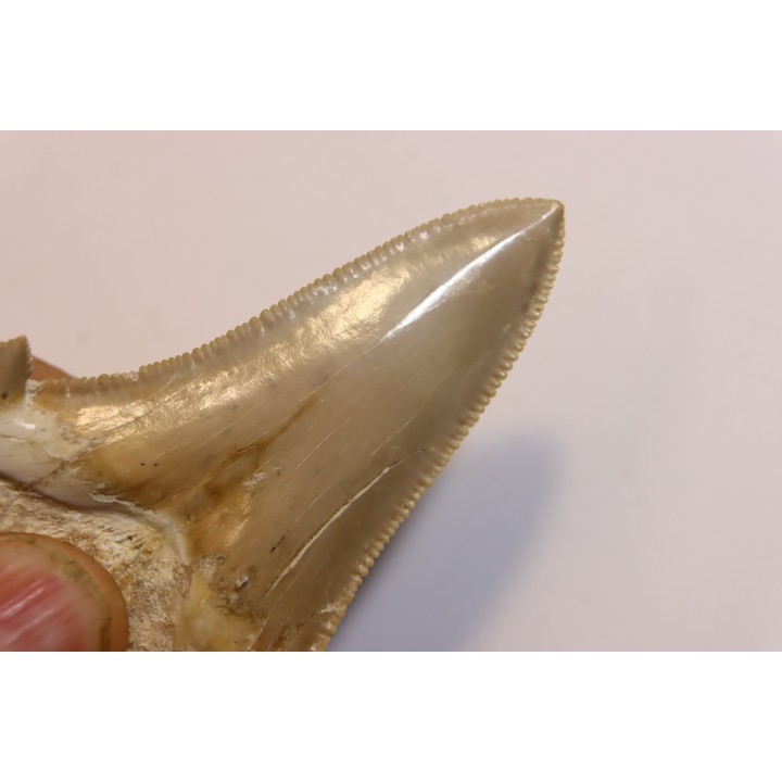 OTODUS SOKOLOVI - Barthonian - Boujdour, morocco