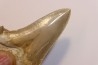 dent de requin: OTODUS SOKOLOVI Barthonien (éocène) Boujdour, maroc