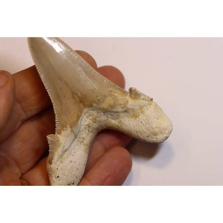 dent de requin: OTODUS SOKOLOVI Barthonien (éocène) Boujdour, maroc