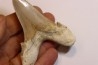 OTODUS SOKOLOVI - Barthonian - Boujdour, morocco