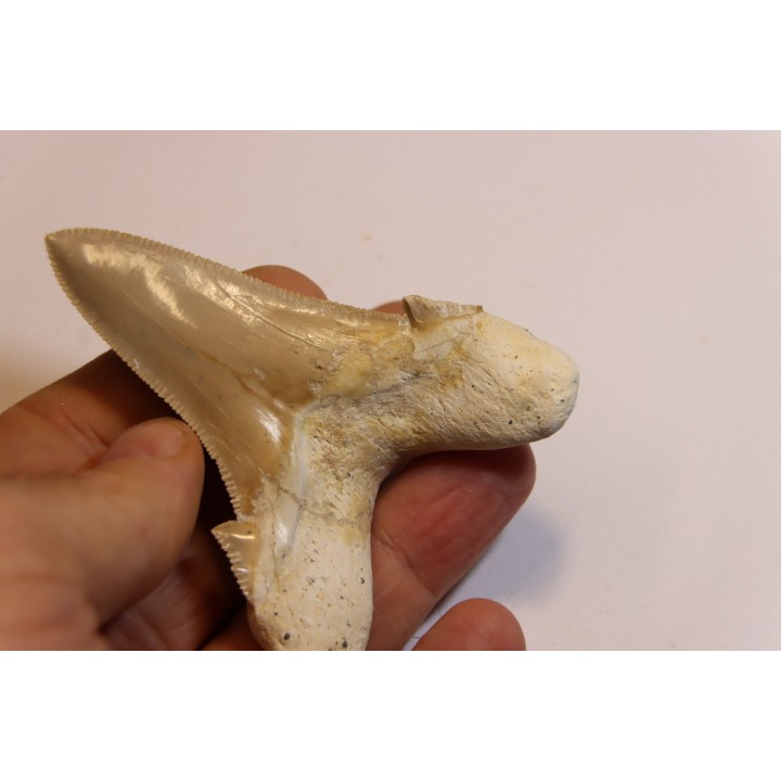 OTODUS SOKOLOVI - Barthonian - Boujdour, morocco