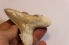 OTODUS SOKOLOVI - Barthonian - Boujdour, morocco