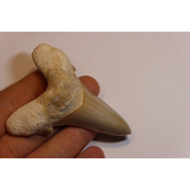OTODUS SOKOLOVI - Barthonian - Boujdour, morocco
