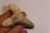 OTODUS SOKOLOVI - Barthonian - Boujdour, morocco