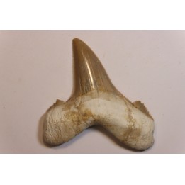 OTODUS SOKOLOVI - Barthonian - Boujdour, morocco