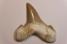 OTODUS SOKOLOVI - Barthonian - Boujdour, morocco
