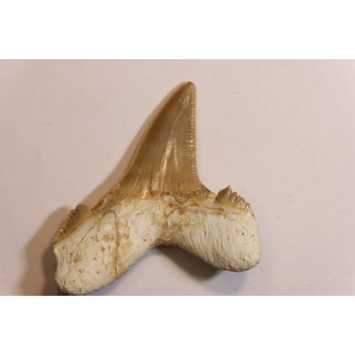 dent de requin: OTODUS SOKOLOVI Barthonien (éocène) Boujdour, maroc
