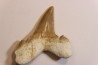 dent de requin: OTODUS SOKOLOVI Barthonien (éocène) Boujdour, maroc