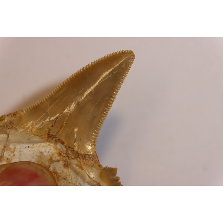 OTODUS SOKOLOVI - Barthonian - Boujdour, morocco