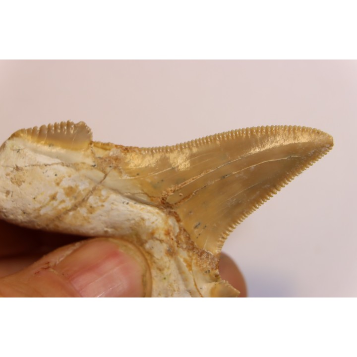 OTODUS SOKOLOVI - Barthonian - Boujdour, morocco