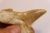 dent de requin: OTODUS SOKOLOVI Barthonien (éocène) Boujdour, maroc