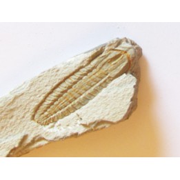 DUYUNASPIS DUYUNENSIS  (2)