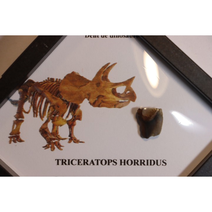dinosaure tooth: TRICERATOPS HORRIDUS