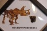 coffret dent de TRICERATOPS HORRIDUS