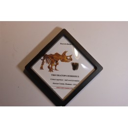 coffret dent de TRICERATOPS HORRIDUS
