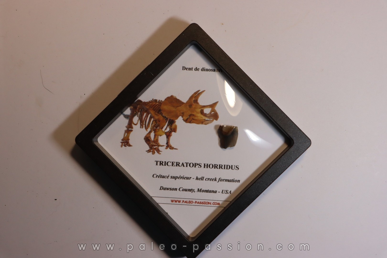 dinosaure tooth: TRICERATOPS HORRIDUS