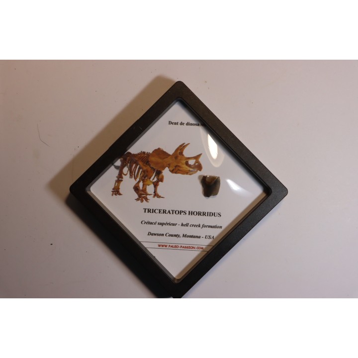 dinosaure tooth: TRICERATOPS HORRIDUS