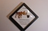 dinosaure tooth: TRICERATOPS HORRIDUS