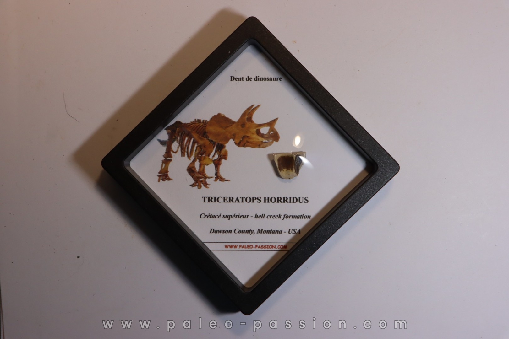coffret dent de TRICERATOPS HORRIDUS