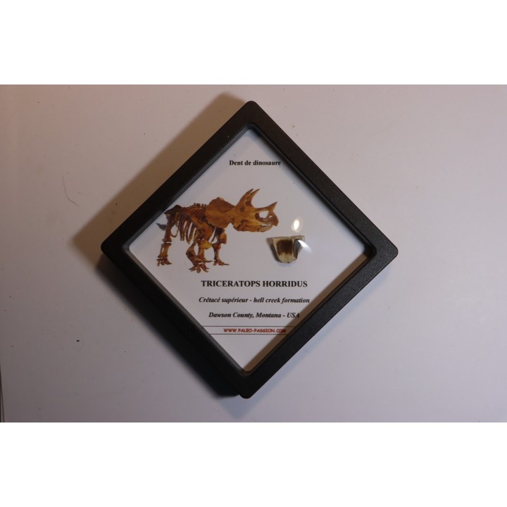 dinosaure tooth: TRICERATOPS HORRIDUS